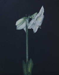 Amaryllis Lilly, Acrylic