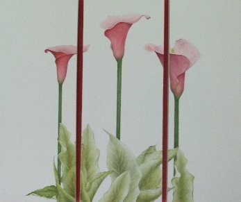 Arum Lillies