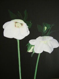 Hellebores,Notelets. �4.99