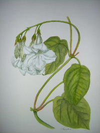 trumpet flower,Watercolour,Framed, �49.00